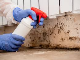 Reliable Weston, FL Mold Remediation Solutions